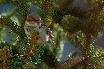 House Sparrow &ndash; A house sparrow (Passer domesticus) perched calmly, showing fine plumage detail.