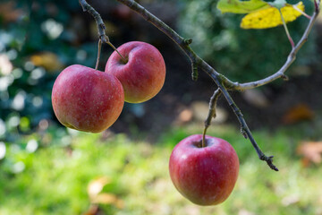 Three ripe red apples hang from tree branch, surrounded by blurred green foliage and natural garden background. Fresh fruits for healthy eating