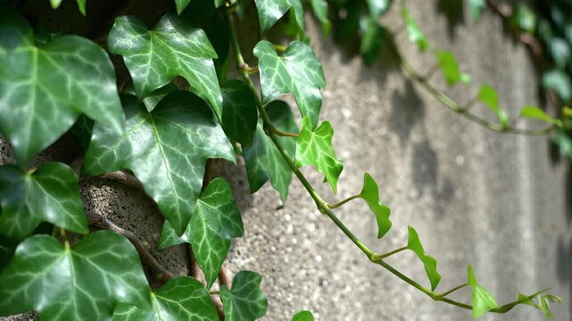 Thrive of Resilience in Urban Environments Close up View Reveals Lush Green Foliage Bursting with Life on Building Facade, Perfectly Capturing Concept of Growth and Renewal.