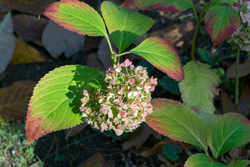 Large green leaves of hydrangea macrophylla with red edges surround  cluster of faded pink hydrangea flowers, set in shaded garden environment