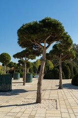 Landscaped area in Galitsky Park in Krasnodar, featuring uniquely stone pine (Pinus pinea), Italian pine, umbrella pine, and parasol pine trees with rounded canopies, planted in gravel beds