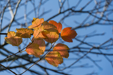 Autumn leaves of Viburnum opulus in shades of orange, yellow, and green hang from branch, backlit by sunlight against clear blue sky