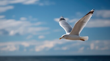 Solitary seagull in flight against a vibrant blue sky