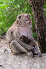 Mother monkey sits peacefully on a rock, cradling and nursing her tiny baby against her chest in a serene forest setting filled with soft green foliage.