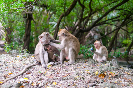 Monkey family rests on the forest floor as an adult grooms another, while a tiny infant clings closely in Baluran National Park&rsquo;s lush, shaded habitat.