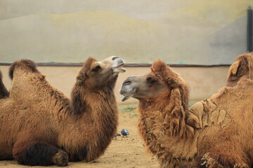 Royal Camels Resting in Sand Wildlife Family Scene