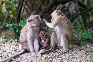 Fototapeta premium Monkey family rests on the forest floor as an adult grooms another, while a tiny infant clings closely in Baluran National Park’s lush, shaded habitat.