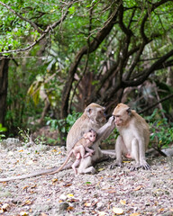 Naklejka premium Monkey family rests on the forest floor as an adult grooms another, while a tiny infant clings closely in Baluran National Park’s lush, shaded habitat.
