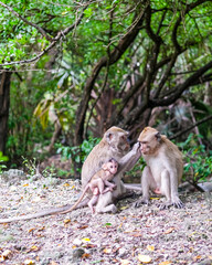 Naklejka premium Monkey family rests on the forest floor as an adult grooms another, while a tiny infant clings closely in Baluran National Park’s lush, shaded habitat.