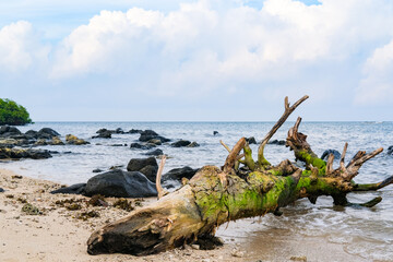 Driftwood covered in green moss lies along the serene shoreline of Pantai Bama in Taman Nasional Baluran, with gentle waves, rocky details, and bright skies shaping a tranquil coastal atmosphere.