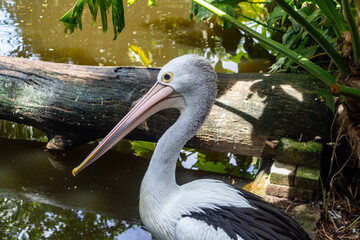 Australian Pelican or Pelecanus conspicillatus, Undan Kacamata, big bird with the longest beak