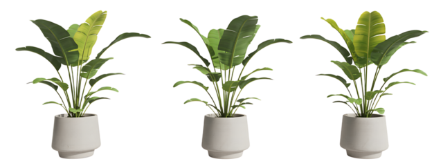 Collection set of decorative banana plants isolated on transparent or white background, png 
