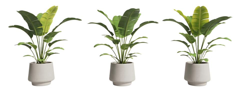 Collection set of decorative banana plants isolated on transparent or white background, png