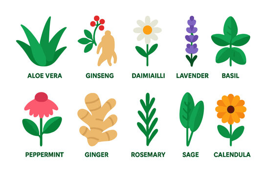 Vibrant Medicinal Plant Icons. Flat vector icons of medicinal plants: aloe vera, ginseng, chamomile, lavender, echinacea,