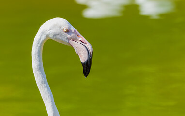 Close-up of greater flamingo (Phoenicopterus roseus) with curved neck and black-tipped beak against blurred green backdrop.