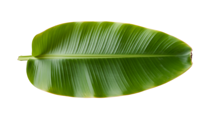 Fresh banana leaves isolated on transparent background PNG file 
