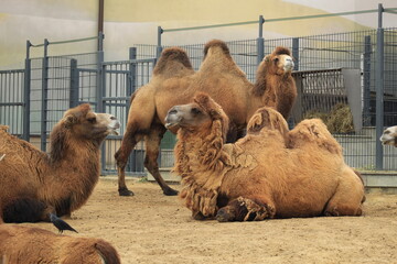 Camel Family Outdoors Peaceful Rest in Sandy Habitat
