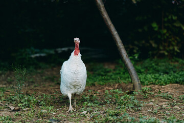 turkey white turkey farm bird standing rural animal portrait adult domestic turkey standing on dirt path, alert expression, natural feathers, countryside backyard, agriculture stock photo