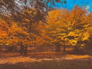 autumn in the park