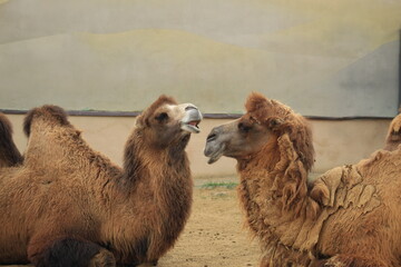 A serene camel family resting and walking together in a sandy environment.