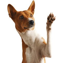 Basenji dog raising paw in a studio portrait. © freelancerhamza65