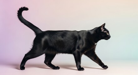 Black cat gracefully walks across a gradient pastel background, its sleek fur and vibrant yellow eyes creating a captivating, elegant studio portrait