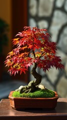 Red maple tree in soft natural light