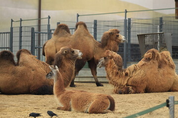 Majestic Camels in Sand Gentle Animals in Zoo Setting