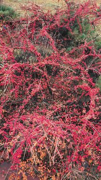 Vibrant red berries on a colorful autumn branch with mixed foliage in red, orange, and green hues. A rich seasonal texture perfect for nature and garden themes.