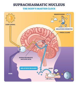 Suprachiasmatic nucleus master clock guides circadian rhythm by light to SCN and pineal gland, brain, eye, melatonin pathway shown. Outline diagram