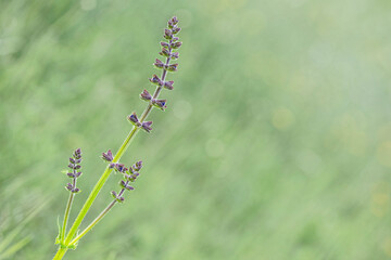Lavendel Stängel mit grünem weichen Hintergrund
