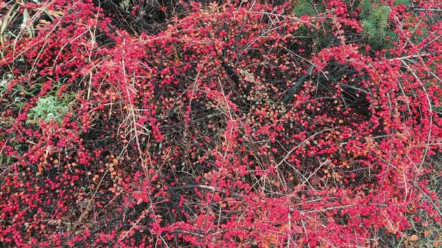 Vibrant red berries on a colorful autumn branch with mixed foliage in red, orange, and green hues. A rich seasonal texture perfect for nature and garden themes.