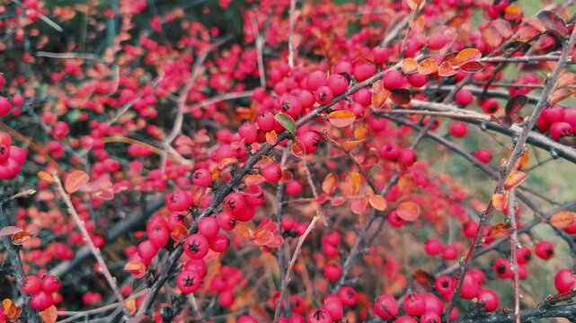 Vibrant red berries on a colorful autumn branch with mixed foliage in red, orange, and green hues. A rich seasonal texture perfect for nature and garden themes.