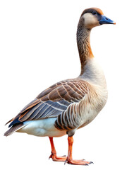 Obraz premium Side profile of domestic goose with brown and white plumage