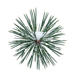 ultra-detailed macro photograph of a robust pine branch with deep emerald needles heavily dusted with volumetric snow on a shadowless transparent background, minimalist holiday concept