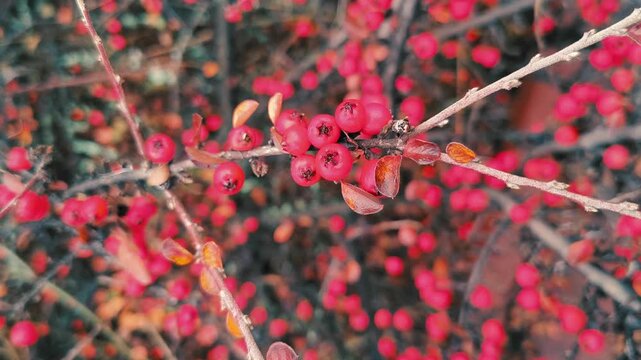 Vibrant red berries on a colorful autumn branch with mixed foliage in red, orange, and green hues. A rich seasonal texture perfect for nature and garden themes.