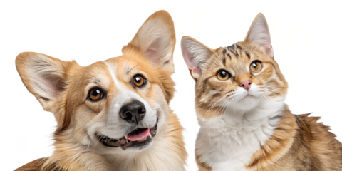 A close-up portrait of a friendly dog and cat sitting side by side, both looking directly at the camera with warm, curious expressions. Their fur textures are clearly visible, creating a soft and invi
