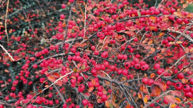Vibrant red berries on a colorful autumn branch with mixed foliage in red, orange, and green hues. A rich seasonal texture perfect for nature and garden themes.