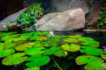 White lotus flower blooming in pond with green lily pads and rocks serene meditation spot nature background with copy space