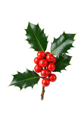 ultra macro photograph of a perfect, glossy sprig of english holly (ilex aquifolium) with deep emerald leaves and vibrant crimson berries, isolated on a white background, conveying traditional winter