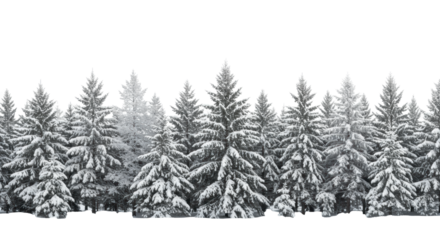 Panoramic sculptural line of snow-covered evergreen trees (scots pine, white spruce), textured with hoarfrost, against a high-key transparent studio background. Elegant winter holiday border