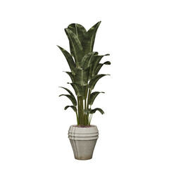 Tall lush green banana plant with large leaves in a textured stone planter, perfect for interior decor and tropical garden inspiration.