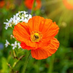 Close-up of vibrant orange poppy flower with other white flowers