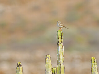 Berthelot’s Pipit perched on cactus