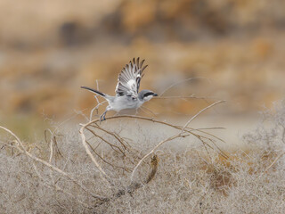 Iberian Grey Shrike taking off