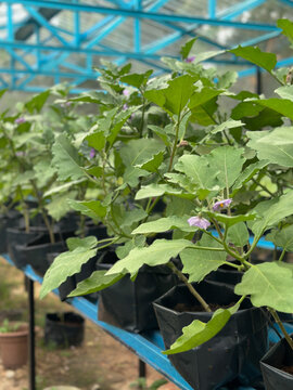 Rows of potted eggplant plants with broad green leaves and blooming purple flowers arranged on a blue metal rack inside a greenhouse nursery.