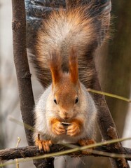 A squirrel is eating a nut from a tree branch