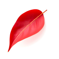 A single, delicately curved red leaf with intricate veins and a subtle sheen, on a pristine white background