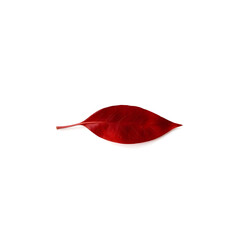 A single, delicately curved red leaf with intricate veins and a subtle sheen, on a pristine white background