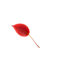 A single, delicately curved red leaf with intricate veins and a subtle sheen, on a pristine white background